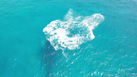 cook islands - rarotonga whale watching 7
