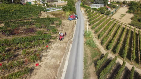 Agricultor-Cosechando-Viña-Con-Maquinaria-De-Tractor