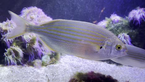 very beautiful goldstone welt sarpa salpa swims close to the camera through the water of the mediterranean sea