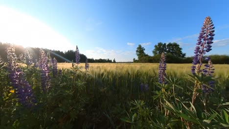 Tall-Violet-Lupine-Bluebonnet Flowers-Next-To-Agriculture-Field-Illuminated-By-Sunrise