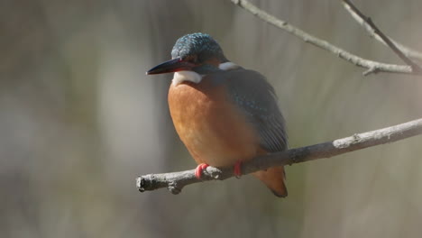 a close-up shot with shallow depth of field of a common kingfisher standing on a tree branch in tokyo, japan