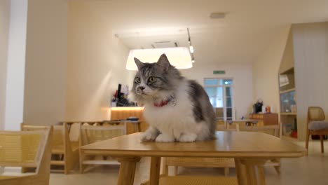 adorable munchkin cat sitting on a table in a pet cafe