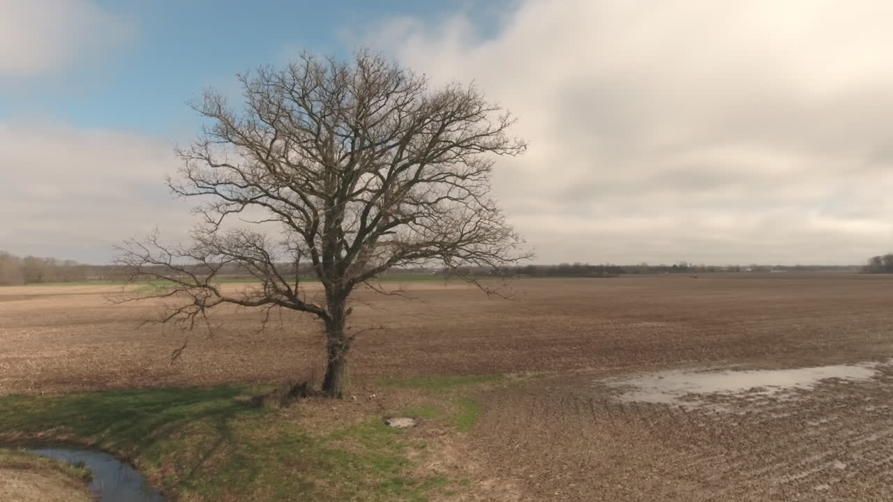 tiro de dron giratorio de un solo árbol en un gran campo agrícola