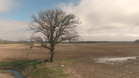 Rotating drone shot of a single tree in a large farm field