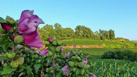 close-up of vibrant purple flowers against a lush green landscape under a clear blue sky.