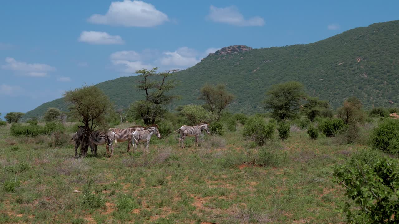 las cebras se paran en una parte montañosa de los pastizales africanos entre los arbustos de acacia