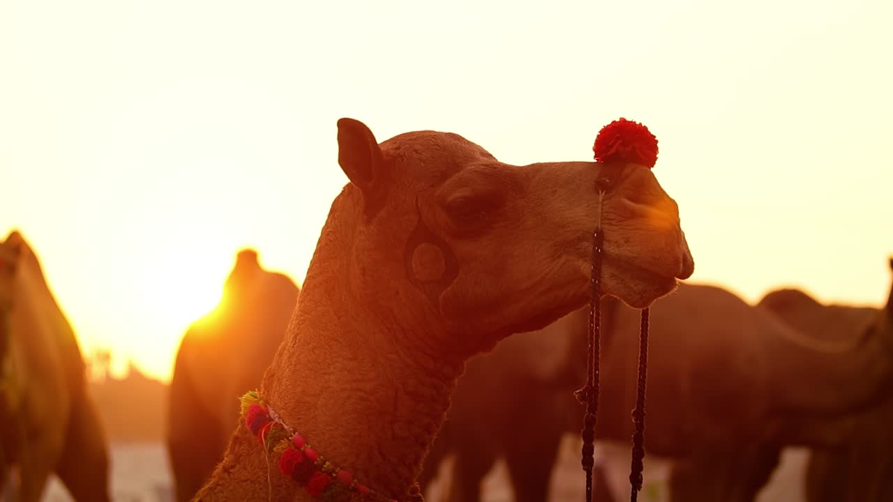camellos en cámara lenta en la feria de pushkar, también llamada feria de camellos de pushkar o localmente como kartik mela es una feria anual de varios días de ganado y cultural que se celebra en la ciudad de pushkar rajasthan, india.