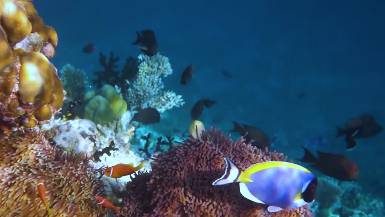 Topical saltwater fish ,clownfish - Coral reef in the Maldives ...