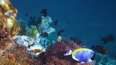 Topical-saltwater-fish-,clownfish---Coral-reef-in-the-Maldives,-Anemonefish