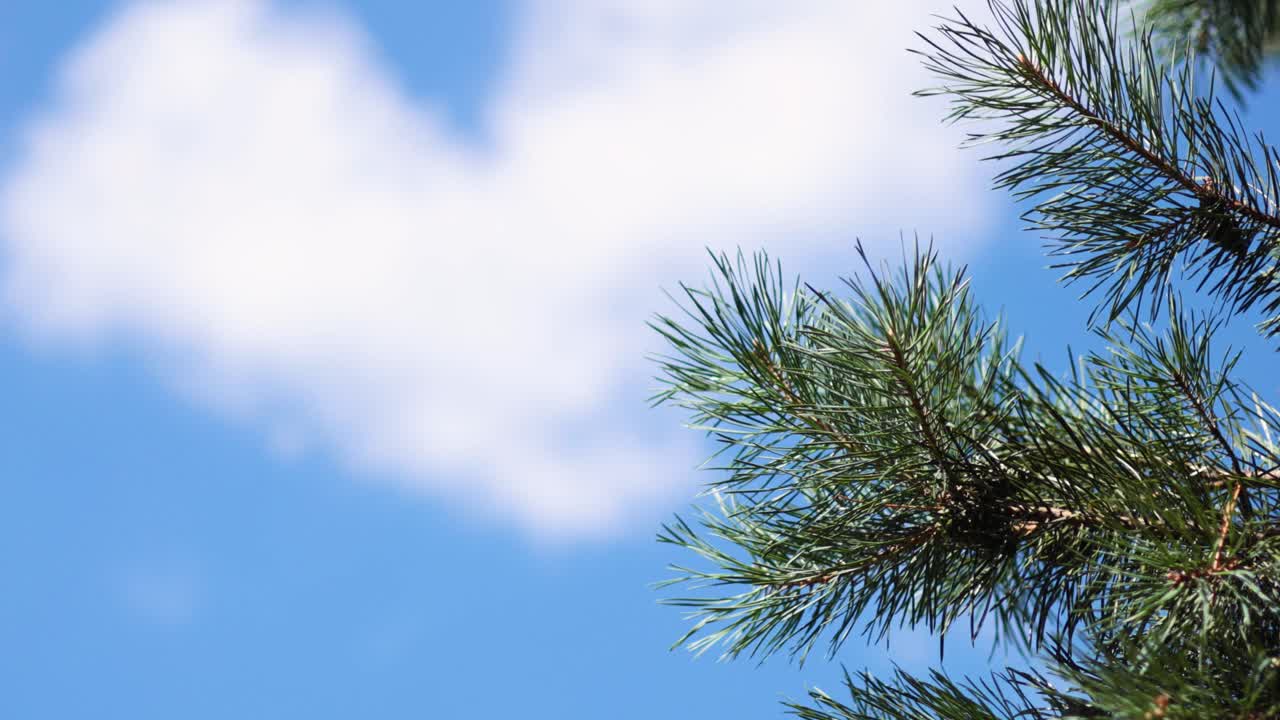 정원 수영장에서 헤엄치는 오리