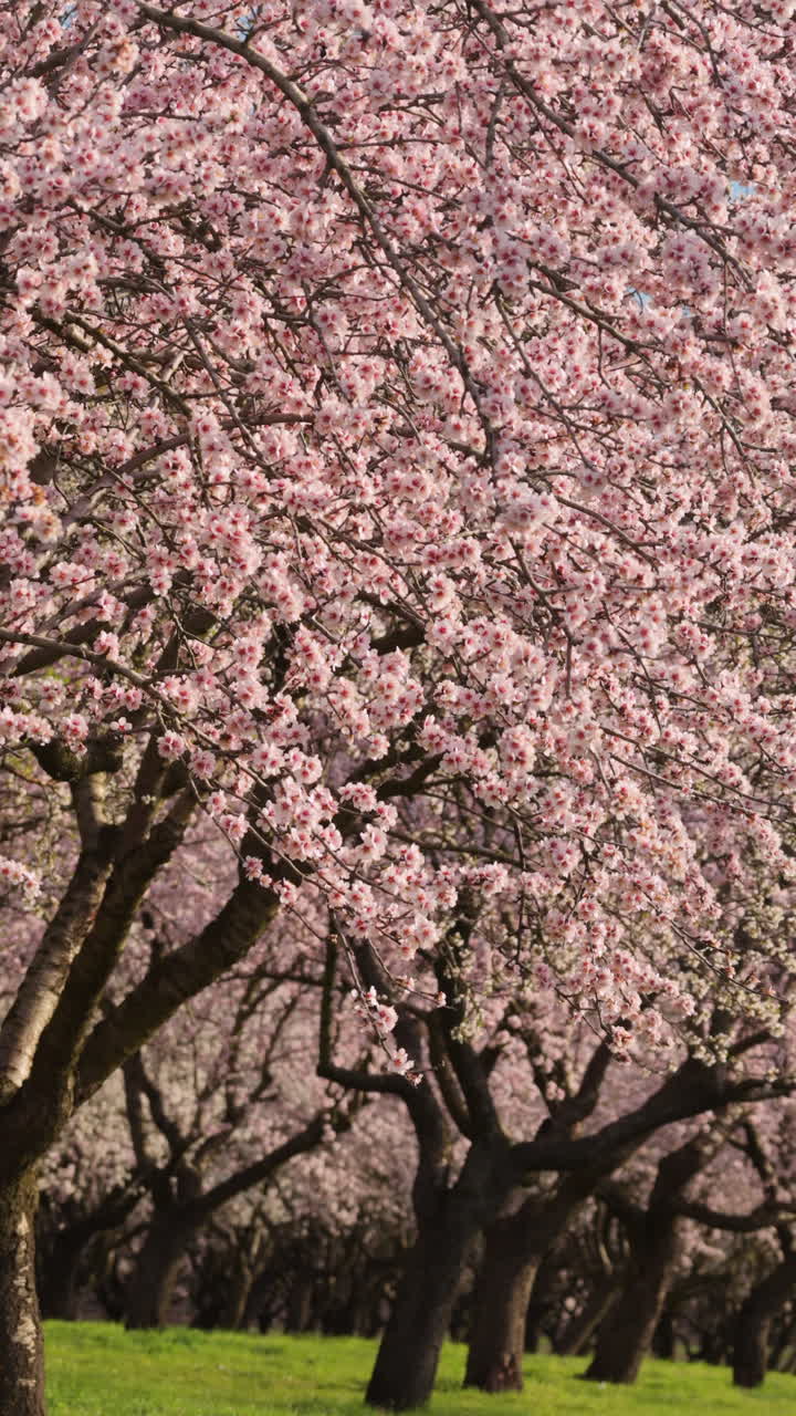 Ripresa aerea con drone di un denso mandorleto durante la fioritura primaverile. Le migliaia di fiori rosa e bianchi sono avvolti nel morbido bagliore dorato del sole del tardo pomeriggio. Verticale