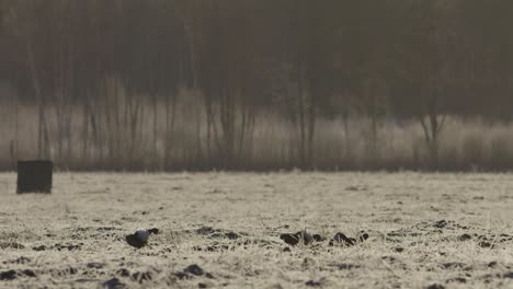 Birkhuhn-Lek-Am-Frühen-Morgen