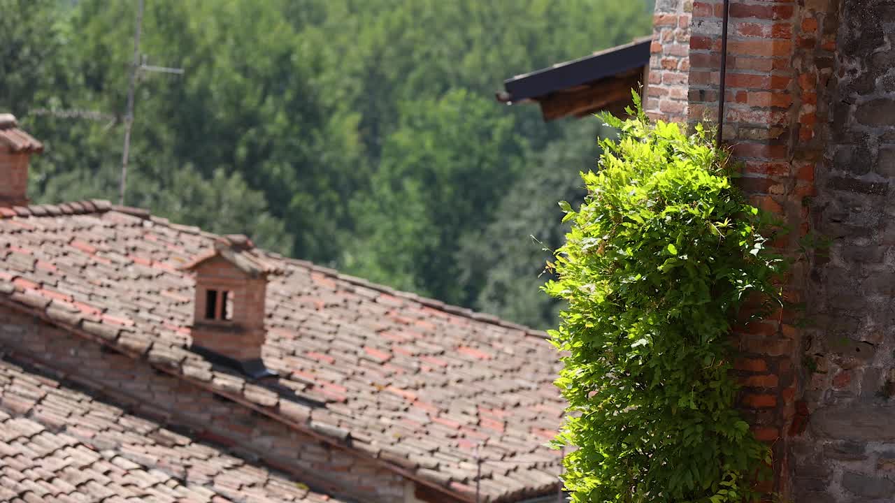 viña verde en la pared de ladrillo, vista desde el techo