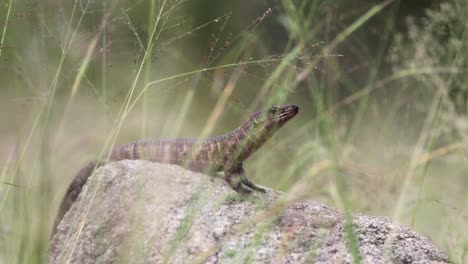 El-Lagarto-Plateado-Se-Sienta-En-La-Roca,-Bellamente-Enmarcado-Por-Pastos-En-Primer-Plano