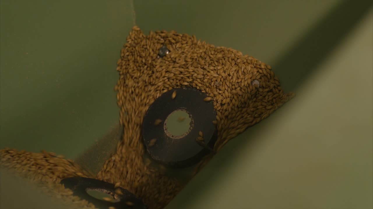 malt in the mill preparation for brewing