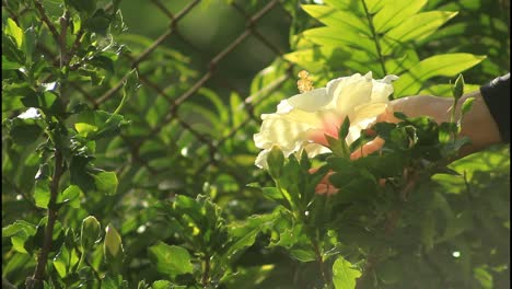 hand touching a beautiful white hibiscus flower in a garden