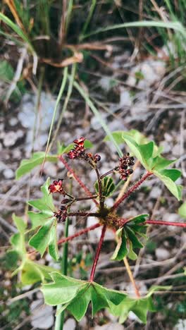 Close-up of small flowers and leaves