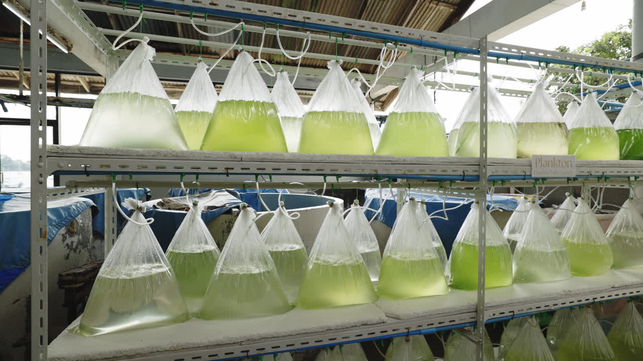 Plankton Culture in Bags