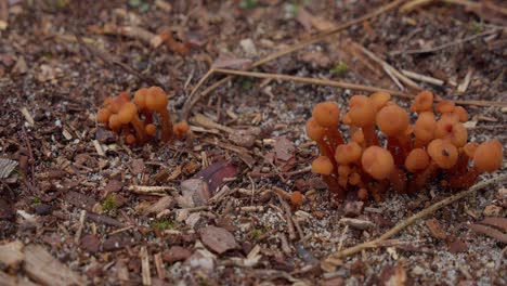 Pequeños-Hongos-De-Color-Naranja-Brillante-Que-Crecen-En-Primer-Plano-Del-Bosque