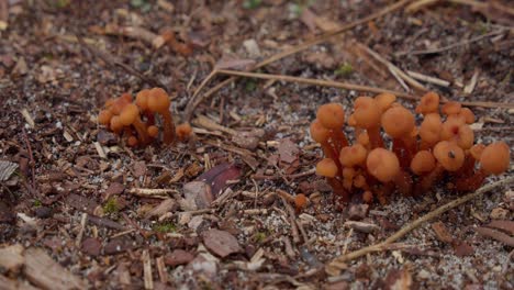 pequeños hongos de color naranja brillante que crecen en primer plano del bosque