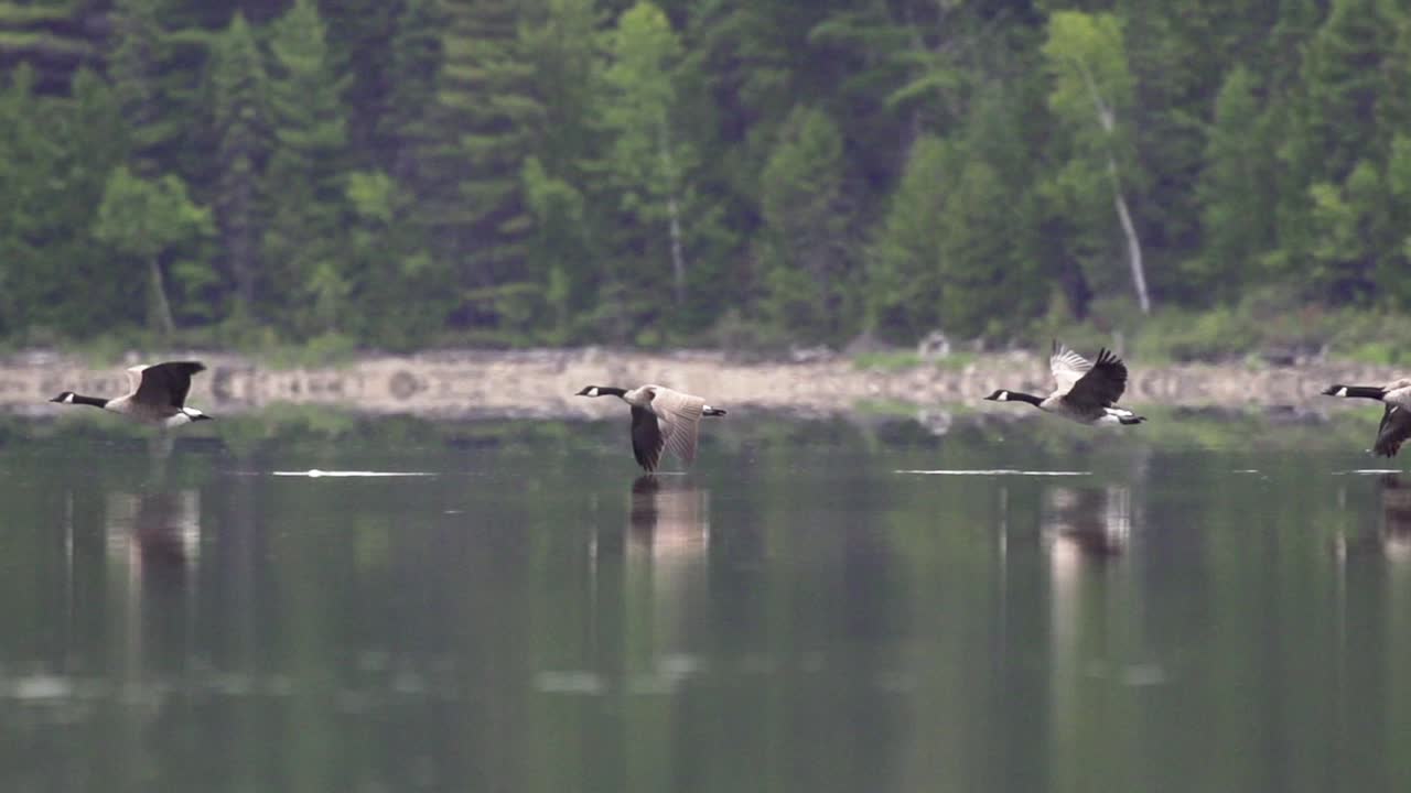 Slow motion tracking shot of Canadian geese