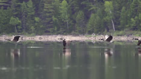 Tiro-De-Seguimiento-En-Cámara-Lenta-De-Gansos-Canadienses