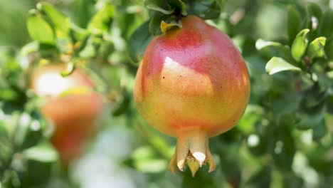 Wild-Pomegranate-On-A-Tree,-Home-garden,-Pomegranate-tree-at-sunshine-day