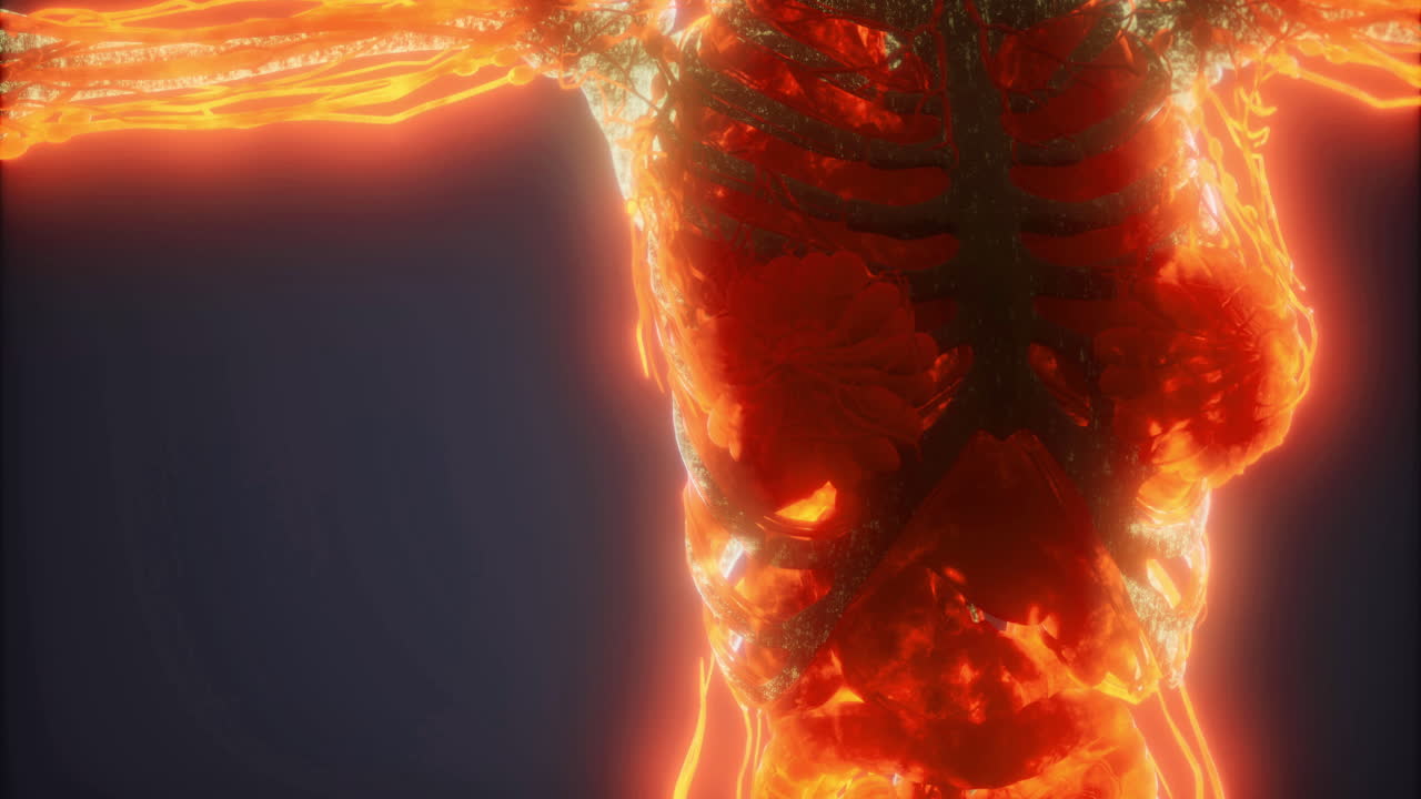 Visualizing intricate blood vessels in a human torso