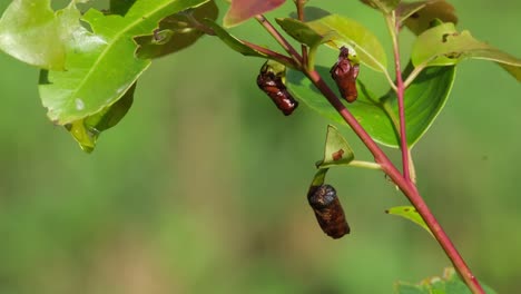 Closer-capture-of-the-Life-Cycle-of-Moth-or-Butterfly,-Thailand