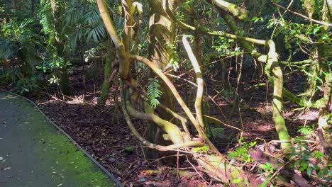camera tilts upward through a lush, sunlit jungle, focusing on thick twisting vines and vibrant green leaves in a tropical forest setting