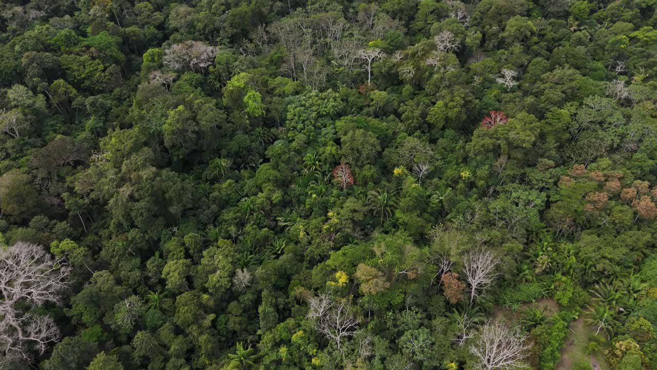 Remote resort with pool surrounded by tropical rainforest in the Peruvian Amazon