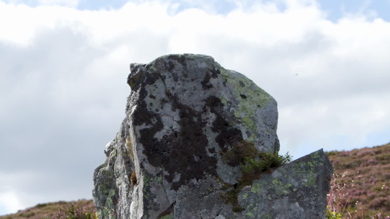 Large lichen-covered rock stands among heather and grass on a sunlit moorland hillside