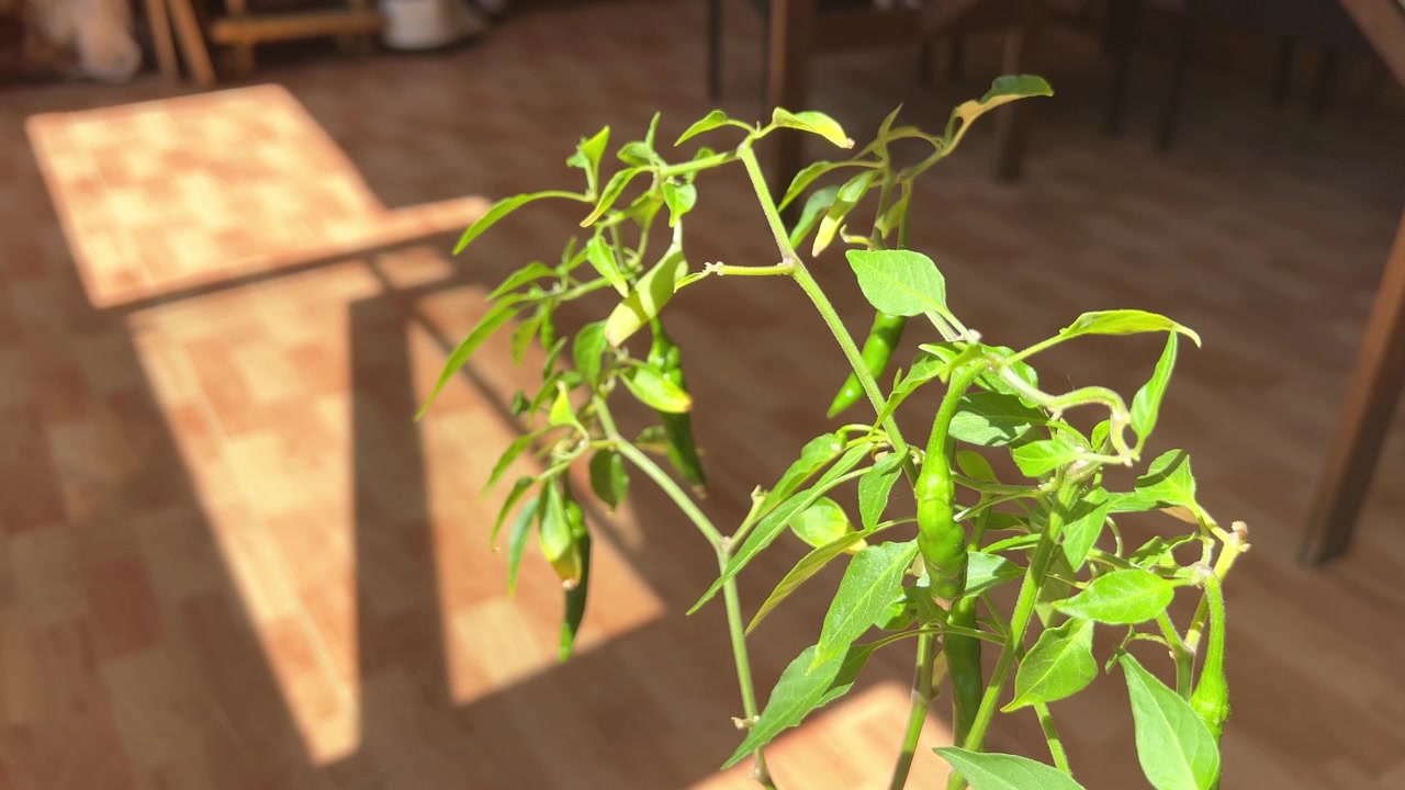 Una vivace pianta da interno con foglie sottili assorbe la luce solare su un pavimento in legno. Perfetto per contenuti sullo stile di vita eco-sostenibile o per visual di interior design.