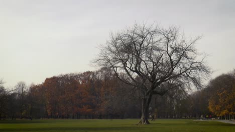 lonely tree in autumn in pole mokotowskie park in warsaw, poland
