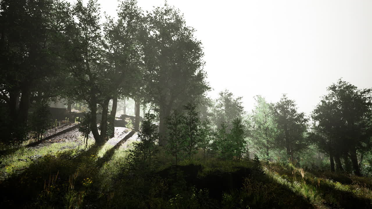 태양은 젊은 숲의 타임  ⁇ 스에서 나무들을 통해 빛나고 있습니다.