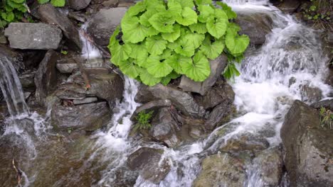 Wild-river-stream.-Stone-water-splash.-Green-bush-grow-on-stones-in-waterfall.