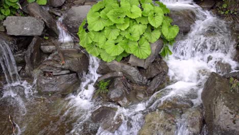 Wilder-Flussstrom.-Steinwasserspritzer.-Grüner-Busch-Wächst-Auf-Steinen-Im-Wasserfall.