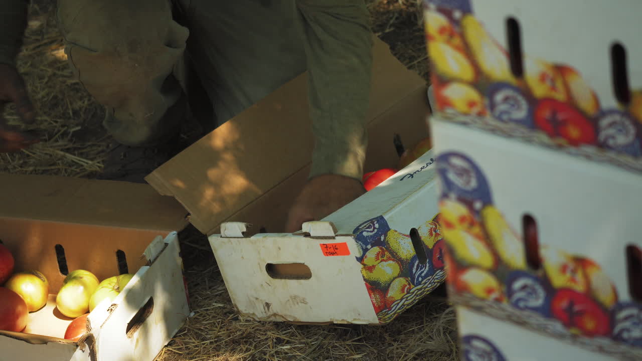 agricultor seleccionando tomates buenos y malos de una caja de cartón