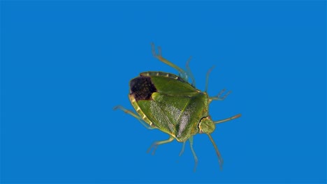 green stink bug, blue background, bluescreen