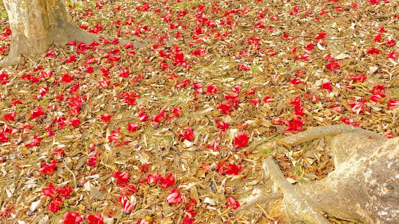 아름다운 대조를 이루는 떨어진 붉은 꽃과 흙으로 뒤덮인 땅의 패닝 샷은 자연의 진정한 아름다움을 드러냅니다.