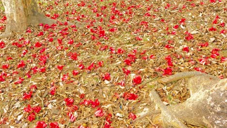 Toma-Panorámica-De-Un-Suelo-Cubierto-De-Tierra-Con-Flores-Rojas-Caídas-Que-Contrastan-Maravillosamente,-Revelando-La-Verdadera-Belleza-De-La-Naturaleza