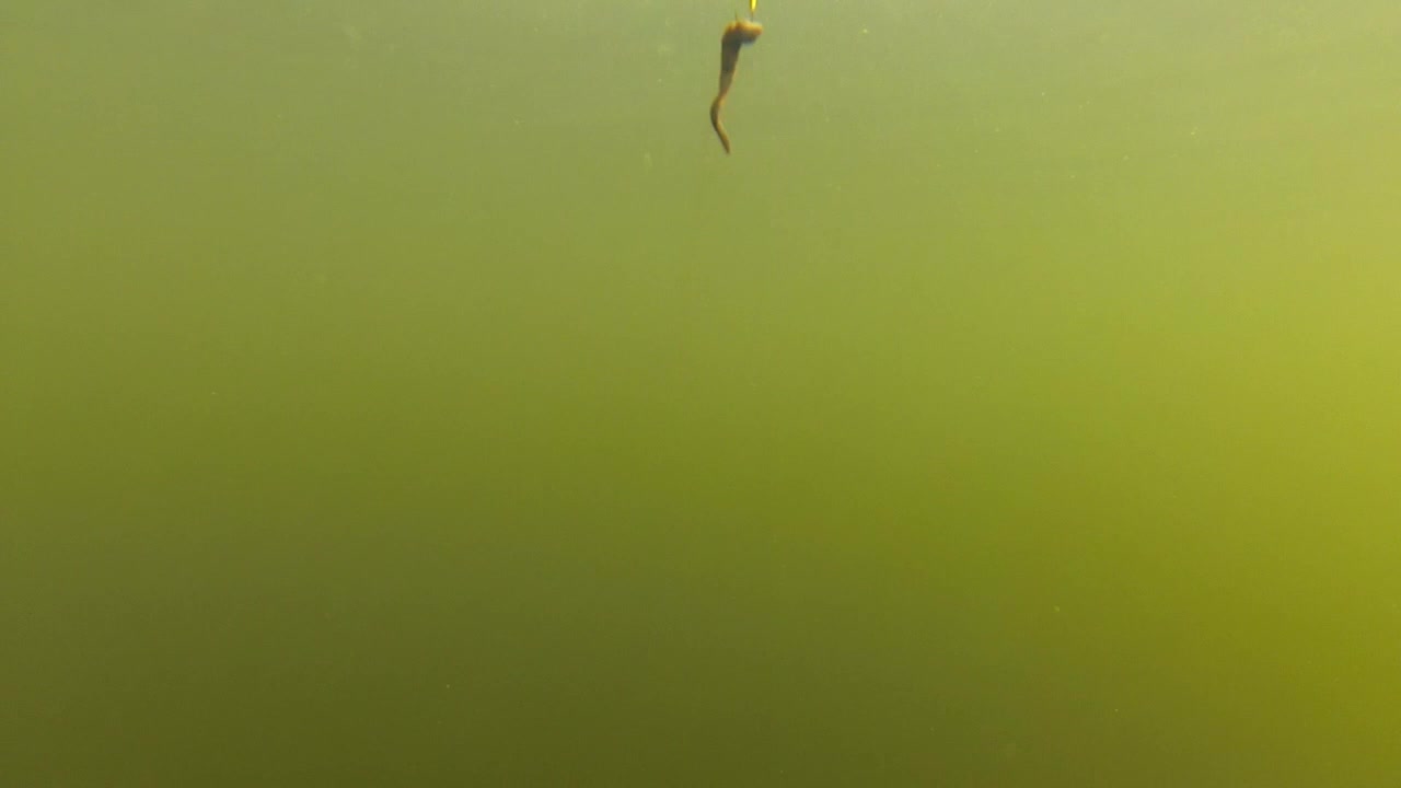 Et fiskeflåd med agn trukket op og ned under vandet.