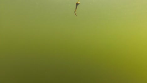 Ein-Angelschwimmer-Oder-Schwimmer-Mit-Einem-Köder,-Der-Unter-Wasser-Auf-Und-Ab-Gezogen-Wird