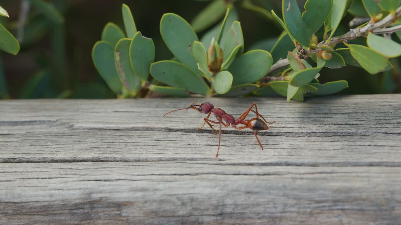 Large red ant traverses wooden plank in natural daylight, macro perspective, shallow depth of field