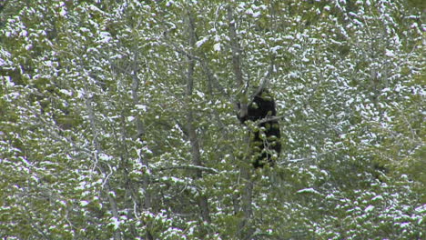 Un-Oso-Negro-Sube-A-La-Cima-De-Un-Pino-En-El-Parque-Nacional-De-Yellowstone.