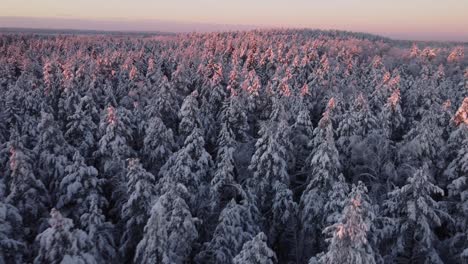 latvian firs in winter in the morning light