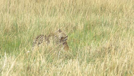 leopardo con presa agonizante en hierba de sabana alta bebé lechwe