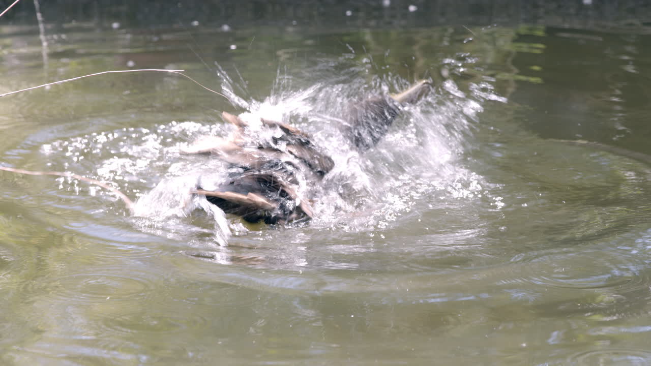 Duck swimming on water. bathing duck. bird behaviour