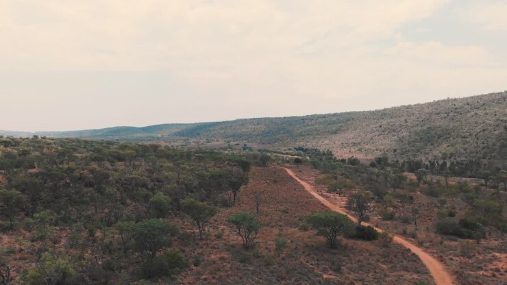 Strada sterrata in una valle della savana africana con alberi di acacia, ripresa con drone