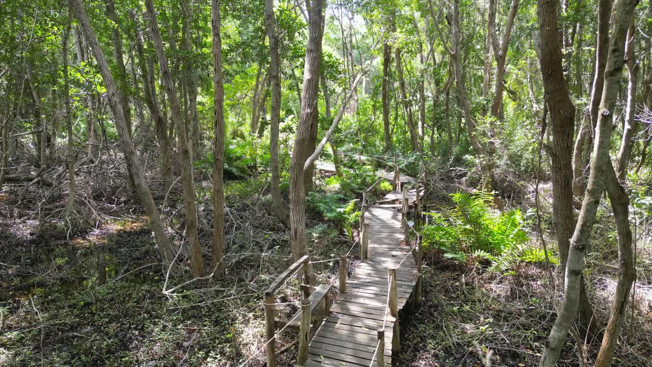 A wooden boardwalk path in the lush forest of Rio Lagartos, Yucatán, Mexico
